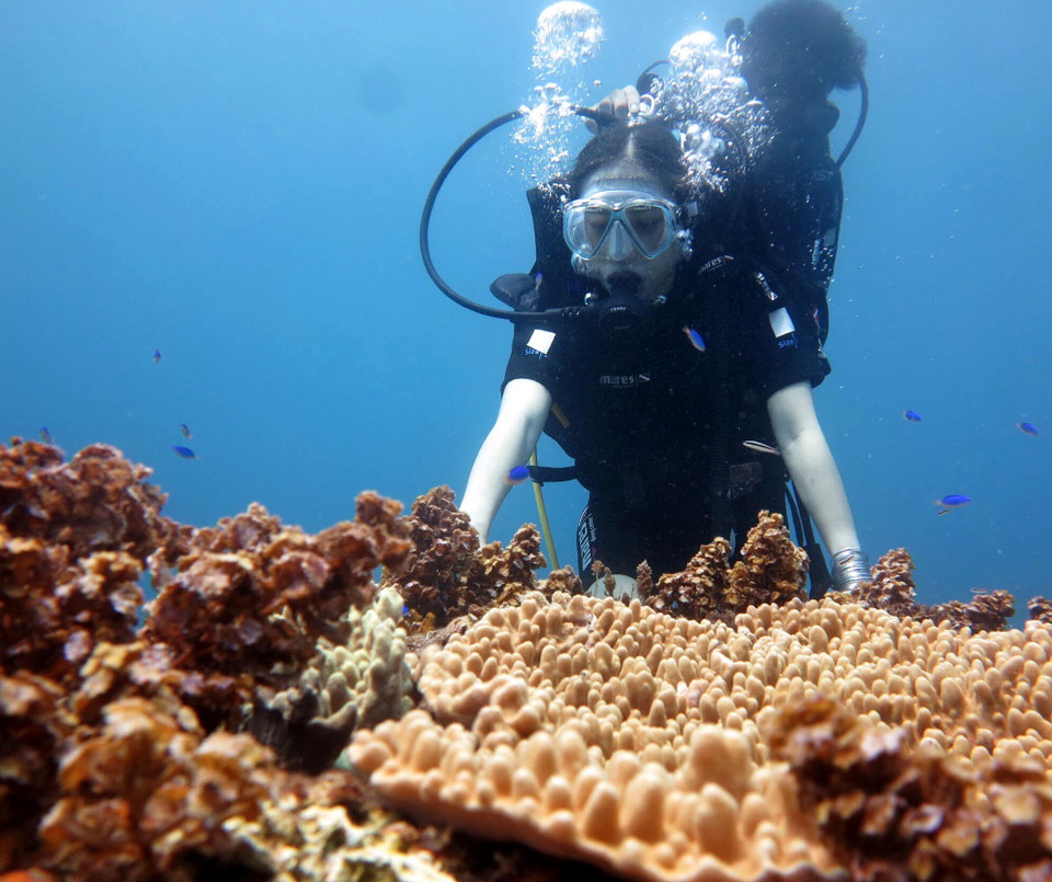 越南广义省李山岛县水下“马蜂窝”。越通社记者 福玉 摄