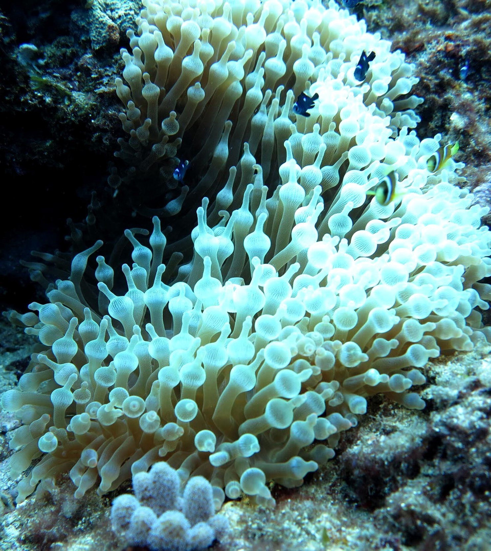 越南广义省李山岛县水下“马蜂窝”。越通社记者 福玉 摄