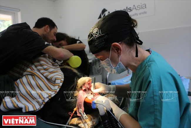 Cahalane医生同亚洲动物基金会兽医组给Zebedee马熊进行口腔手术。本报记者 功达 摄