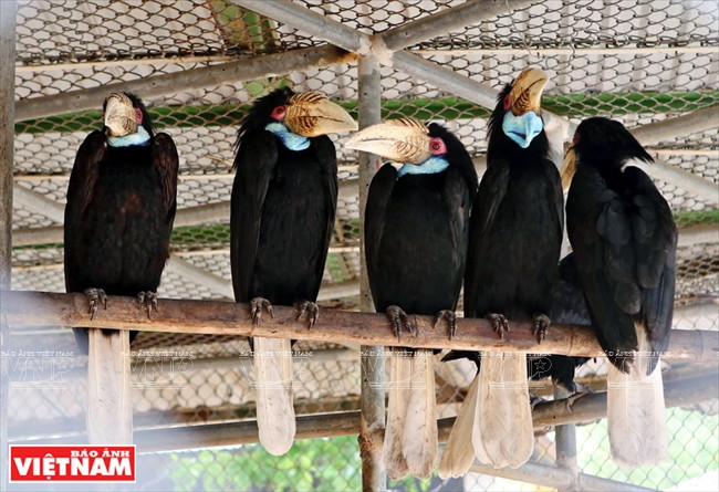 盔犀鸟（学名Rhinoplax vigil） 是一种珍稀的鸟类。其头骨价值被散播是象牙的3至5倍， 并被非法买卖，导致频临灭绝危机。越南画报记者 功达 摄