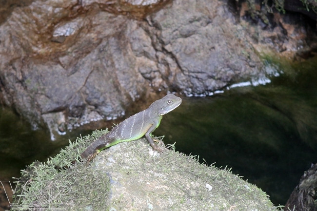 暗洞里的蛤蚧。（图片来源：越通社《越南画报》）