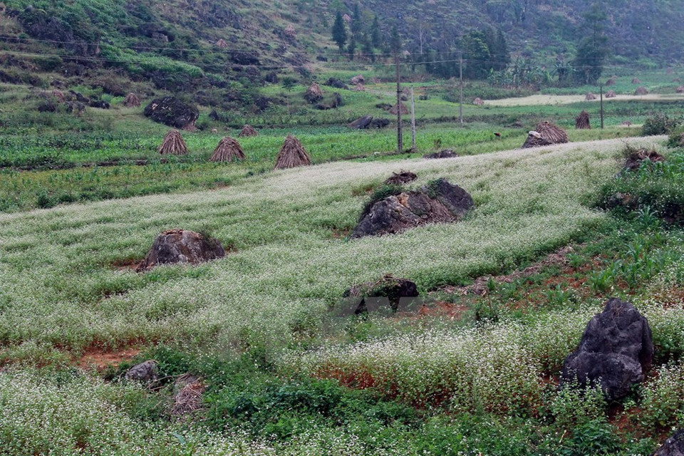 （图片来源：越通社）