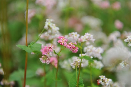 （图片来源：dantocmiennui.vn）