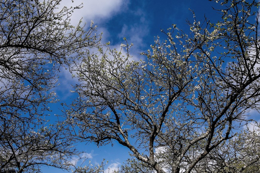 纯洁清秀的李子花。Vietnam+记者 世大摄
