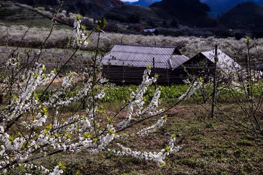 梅花李花繁花似锦，为山罗省披上一件绚丽的“衣服”。Vietnam+记者 世大摄