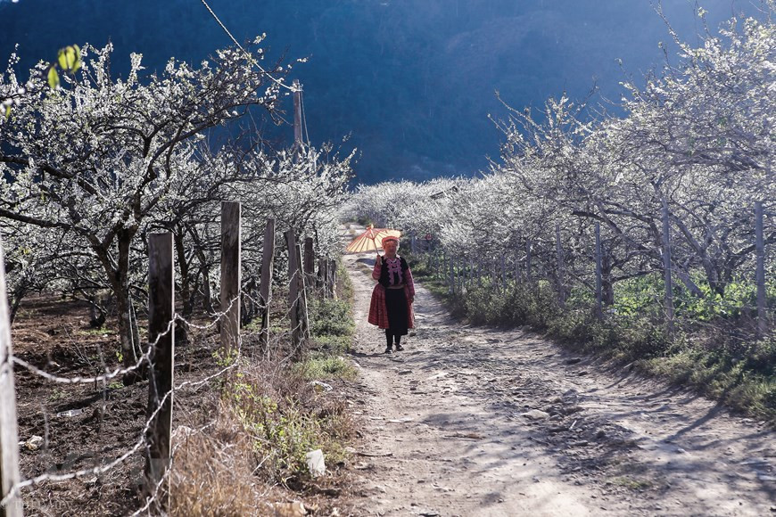 Vietnam+记者 世大摄