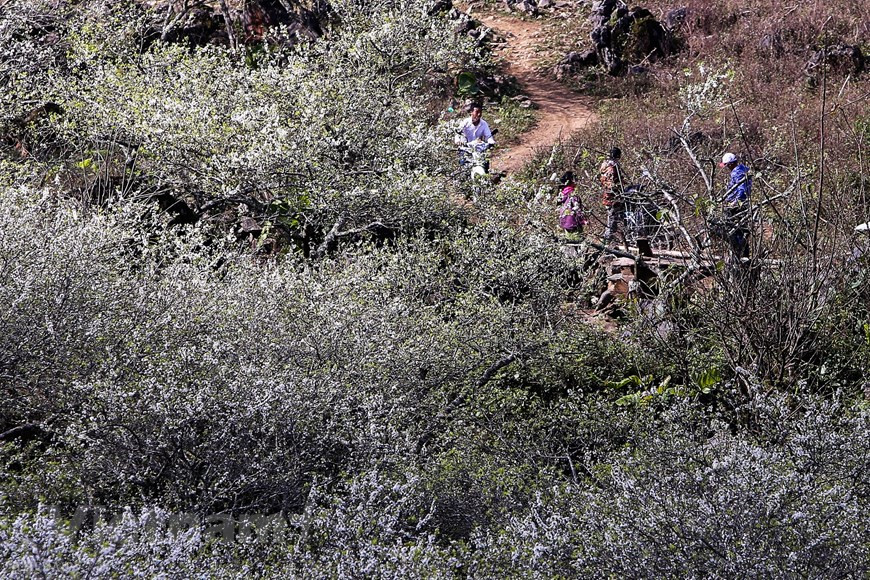 Vietnam+记者 世大摄