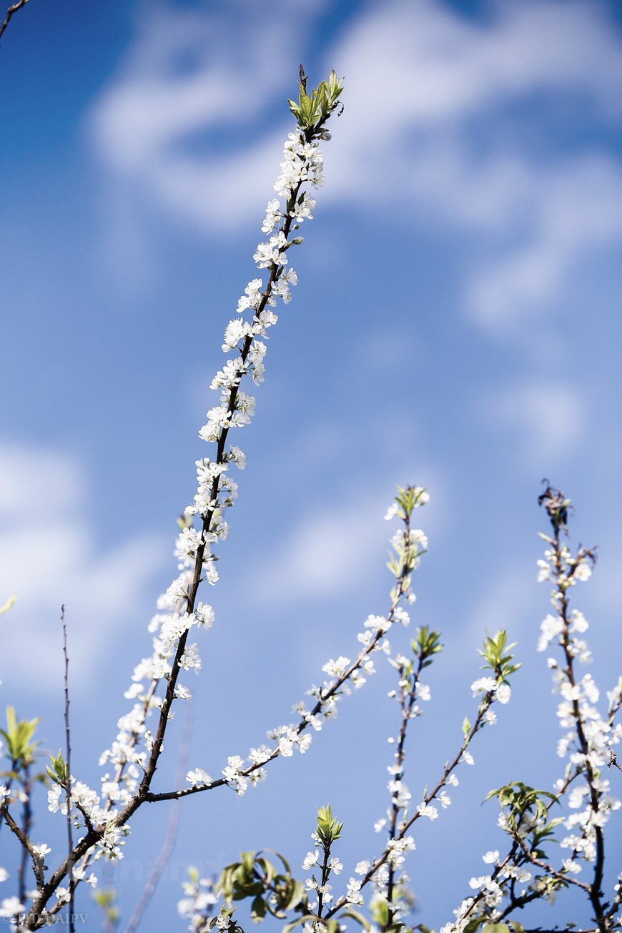 Vietnam+记者 世大摄