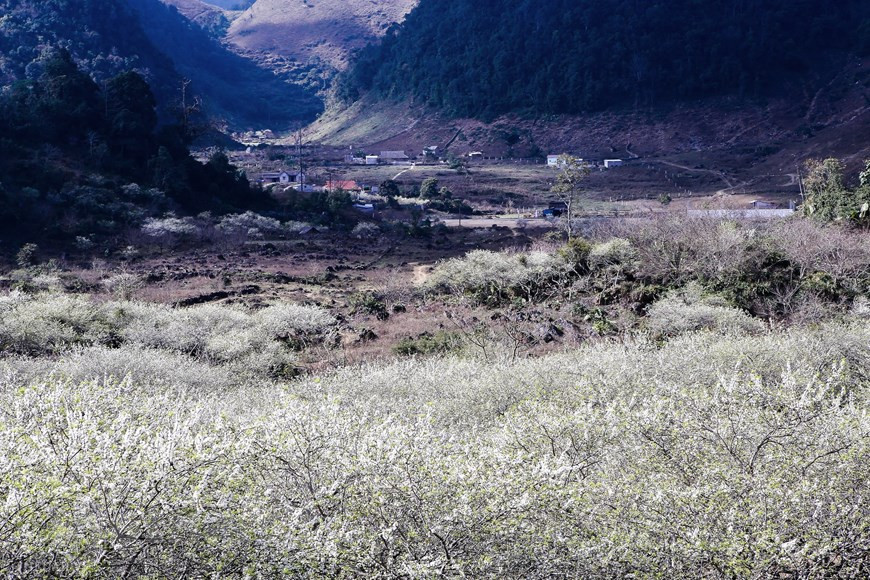 李子花开放的时间不长（大概一周到两周）。Vietnam+记者 世大摄