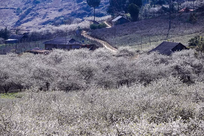 白色的花瓣和绿油油的叶子，一片春天的景色，美不胜收。Vietnam+记者 世大摄