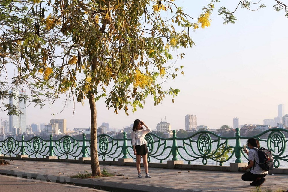 腊肠树在西湖周边及河内西边新市区等种植。五月就是腊肠花盛开之季。越通社记者 英俊 摄