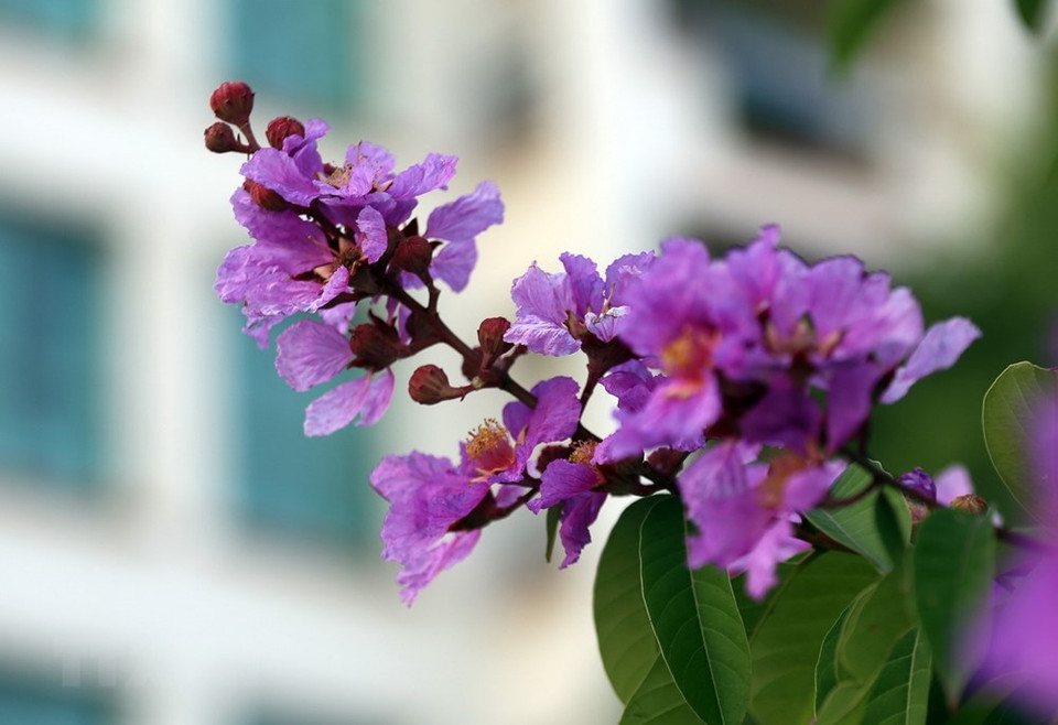 不知紫薇花树何时在越南出现，但一簇簇、一嘟嘟、一串串的紫薇花对一代又一代的学生们再熟悉不过。越通社记者 英俊 摄