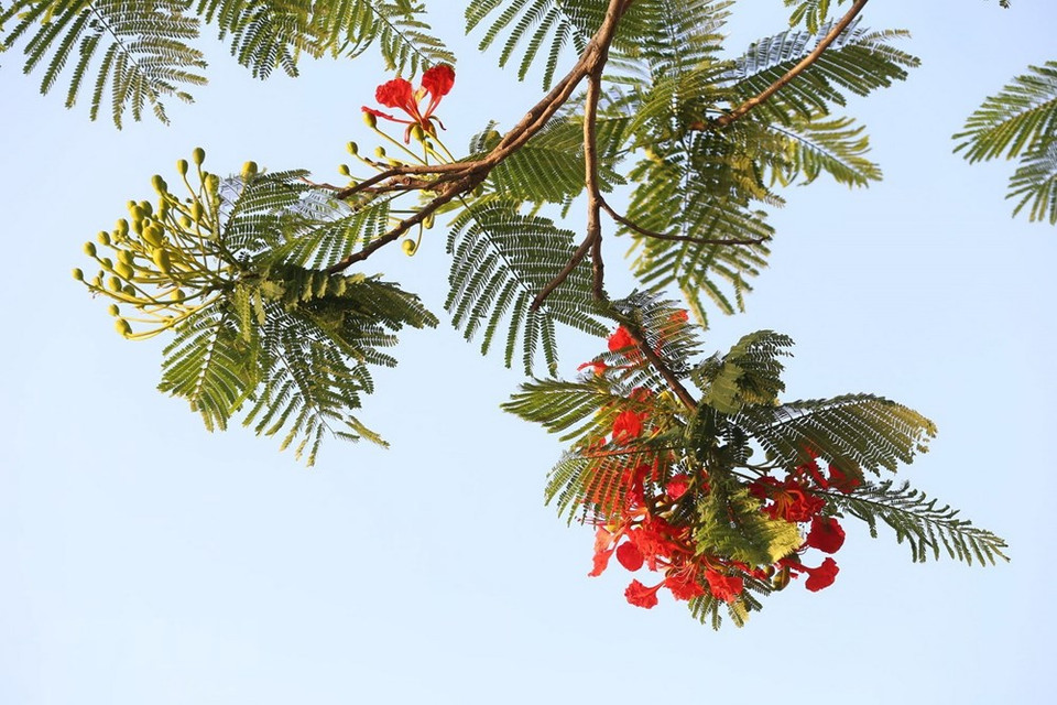 “凤凰花”又被称为“学生花”，因为它是校园生活的象征。花开季节也是学生们离开校园、离开老师和同学的季节。长大后，无论走到哪里，每次夏天到来，只要望着红色的凤凰花，我们心里就顿时涌起一股暖流。越通社记者 英俊 摄