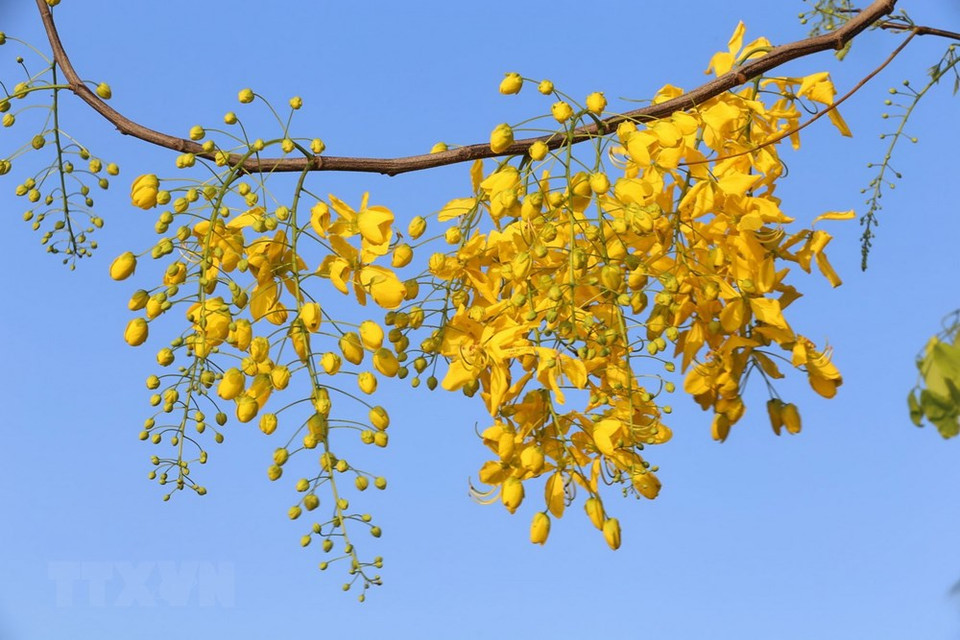 腊肠树又名阿勃勒、牛角树、波斯皂荚、金急雨、金链花、黄金雨、长果子树等。腊肠树还是泰国的国花，泰国人认为其黄色的花瓣象征着泰国皇室。越通社记者 英俊 摄