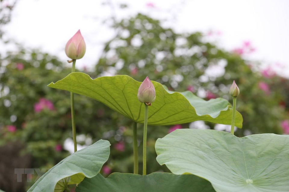 河内市纯洁无暇的西湖莲花池。越通社记者 英俊 摄