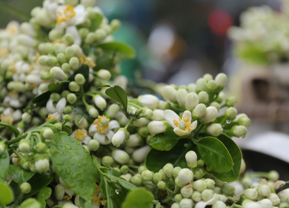 白色花瓣、黄色花蕊的柚子花，夹杂着绿色，在街道上散发出芬芳的香气。 图自越通社。