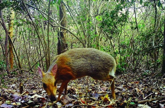 科学研究专家于1910年首次在庆和省芽庄市发现4只鼷鹿。图自Vietnam+