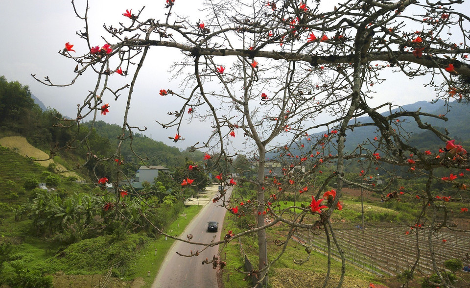 木棉花每逢三月底盛开，红透了和平省一条路。图自越通社