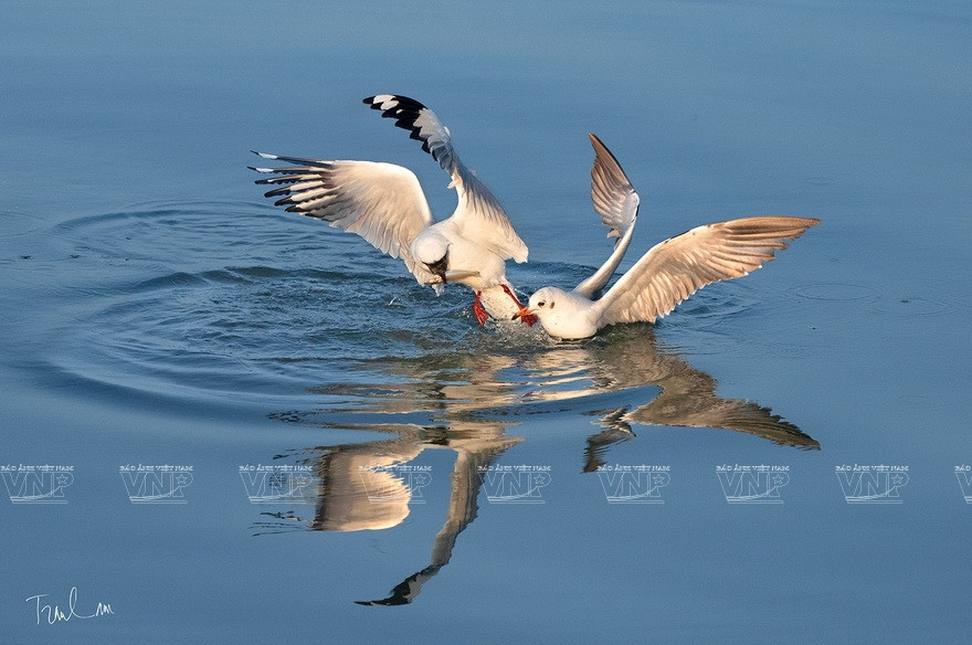 “大自然瞬间”摄影展上展示的特色作品。图自 越通社