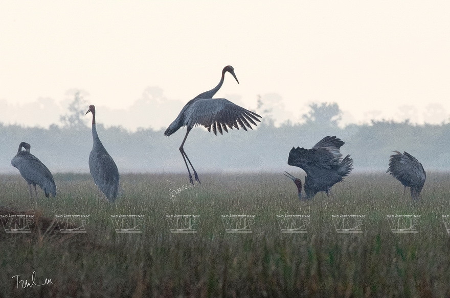 “大自然瞬间”摄影展上展示的特色作品。图自 越通社