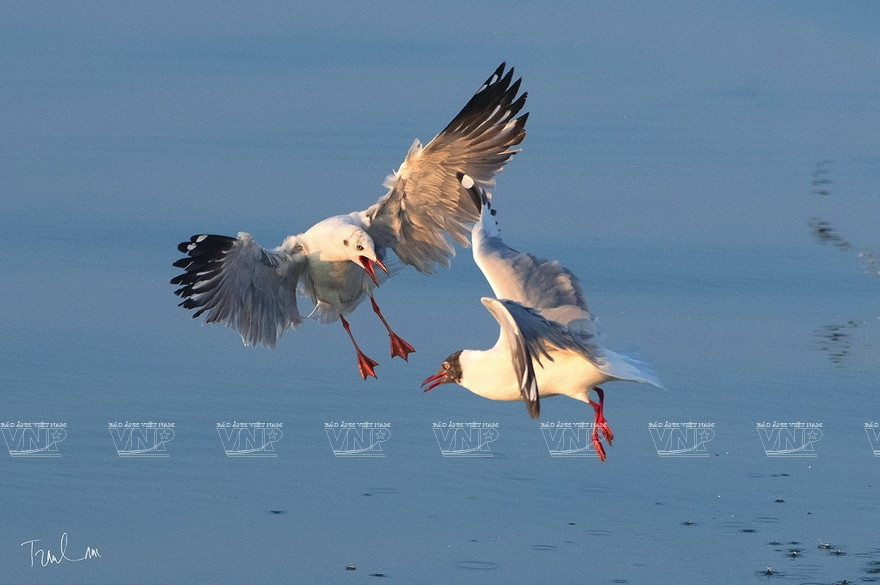 “大自然瞬间”摄影展上展示的特色作品。图自 越通社