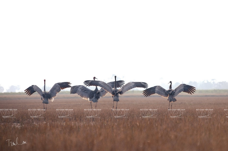 “大自然瞬间”摄影展上展示的特色作品。图自 越通社
