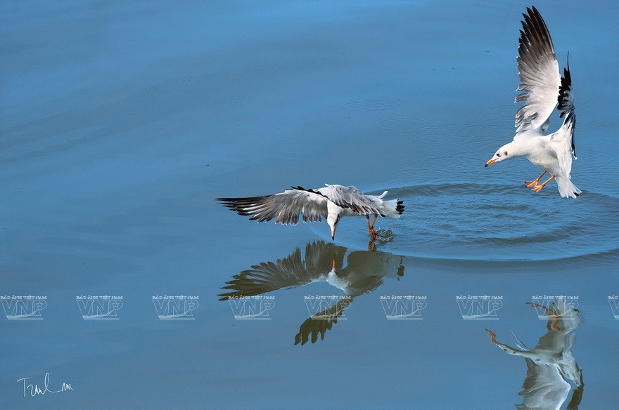 “大自然瞬间”摄影展上展示的特色作品。图自 越通社