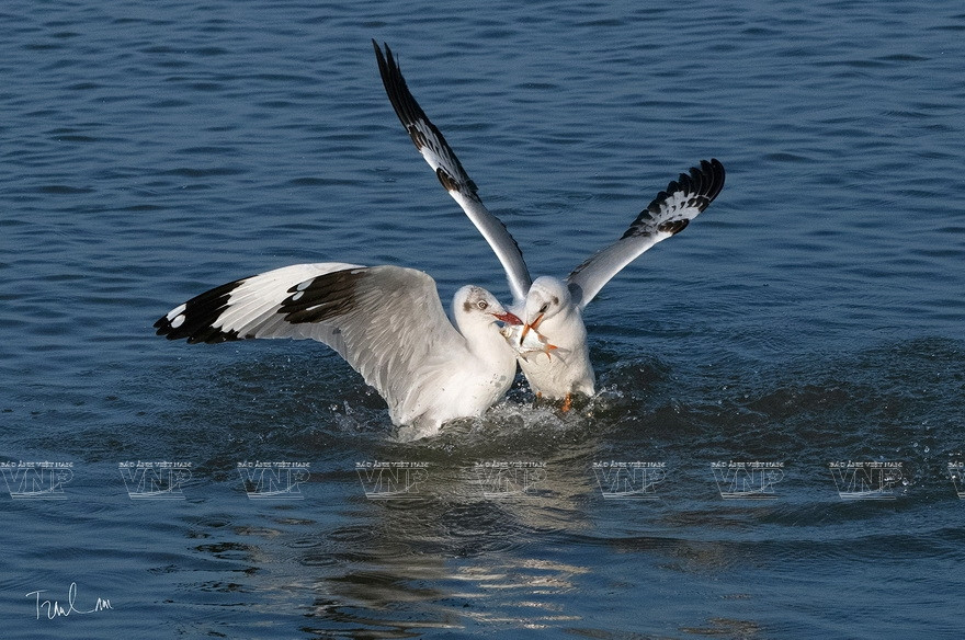 “大自然瞬间”摄影展上展示的特色作品。图自 越通社