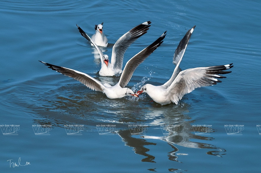 “大自然瞬间”摄影展上展示的特色作品。图自 越通社