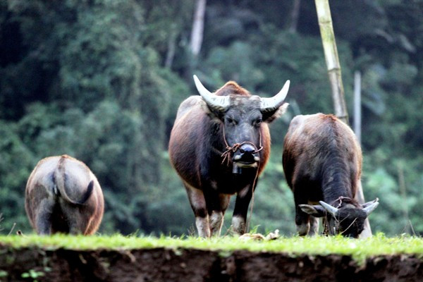 （图片来源：越南《民智报》）