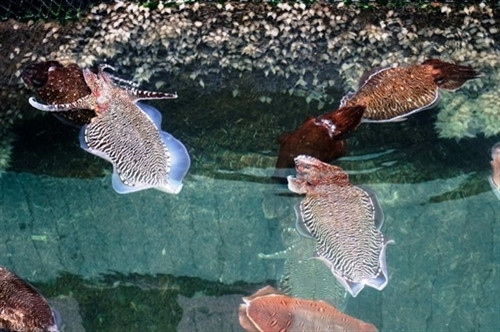 岛上海鲜（图片来源：dantocmiennui.vn）