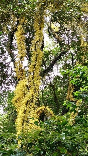 姑苏森林具有丰富多彩的植物（图片来源：dantocmiennui.vn）