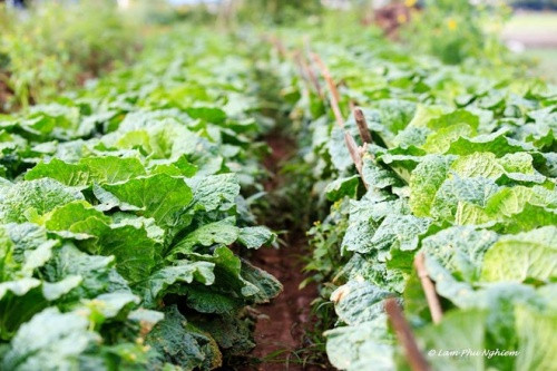 这里四季天气凉爽，气温舒适宜人，景色秀丽壮观，生活亲近自然和安宁（图片来源：vnexpress.net）