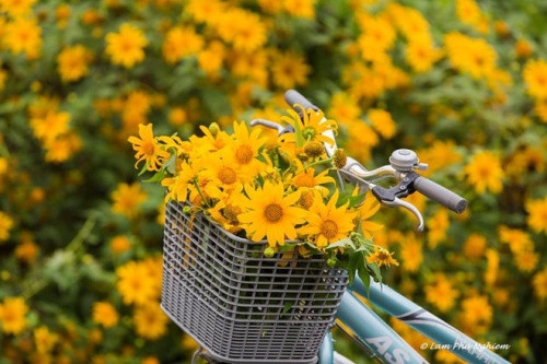 漫山遍野的肿柄菊将整座小镇染成一片壮美的黄色花海（图片来源：vnexpress.net）