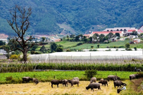 云雾中忽隐忽现的山峰，蟠曲蜿蜒的山路，郁郁葱葱的农田，水牛安然自得，埋头啃草，一切汇成一幅自然和谐的绝妙山水田园风景画（图片来源：vnexpress.net）