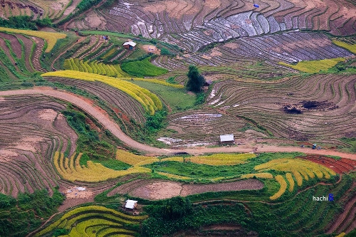 整片梯田层层叠叠，高低错落（图片来源：vnexpress.net） （完）