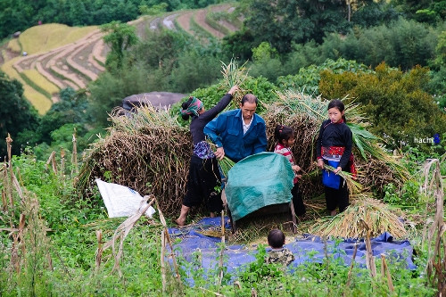 一到稻谷成熟时，家家户户就忙碌于收割（图片来源：vnexpress.net）