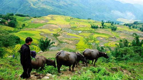 一个小男孩带着水牛群经过稻田回家（图片来源：vnexpress.net）