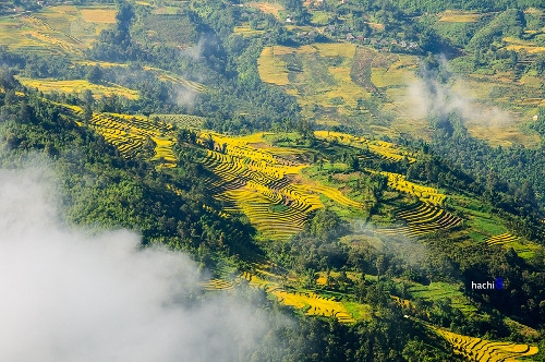 金黄色的梯田在漫漫云海的覆盖下，构成了神奇壮丽的景观（图片来源：vnexpress.net）