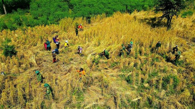 嘉莱省边防战士帮助农民们收割旱稻。图自 越通社