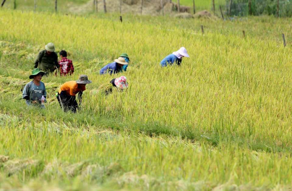 村民正在梯田上收割稻子。图自 越通社