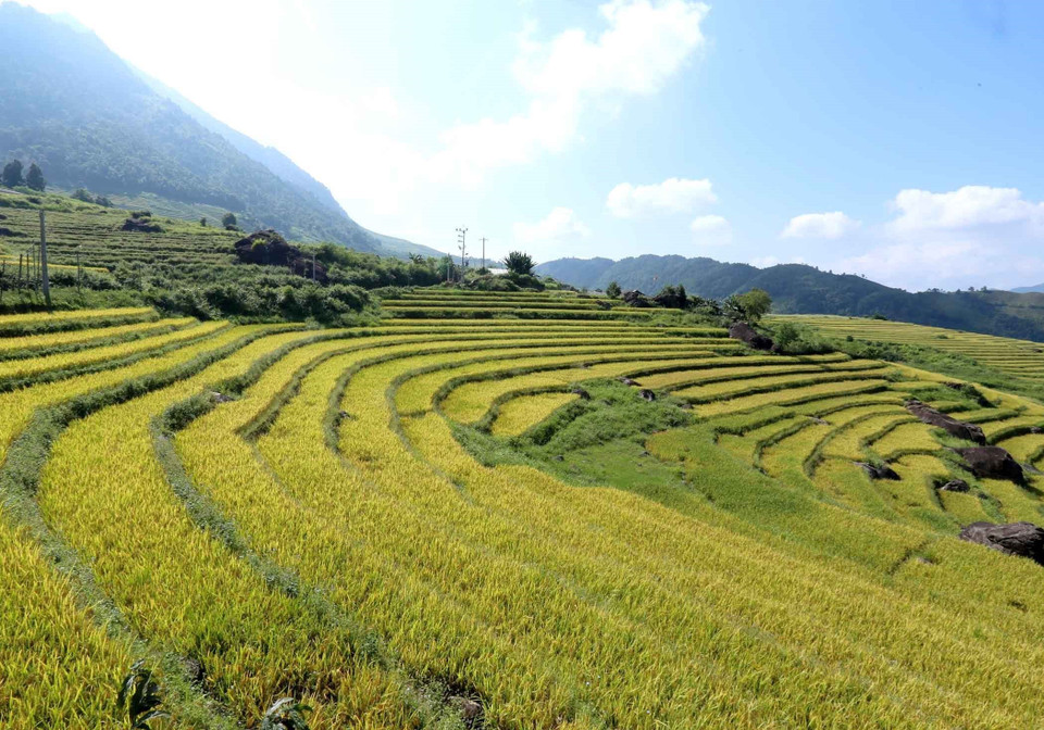 从远处望去，金色梯田随山势地形变化绵延起伏，像悬浮在天地间的一架架入云天梯。图自 越通社