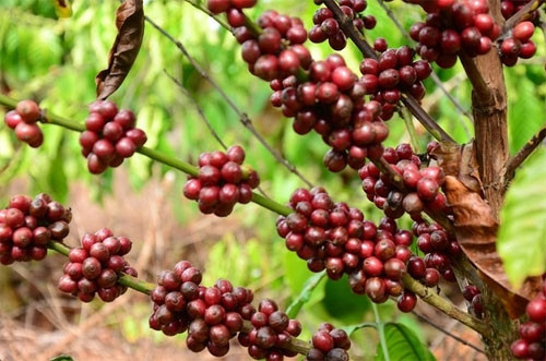 白色的花最后结出深红色的果实（图片来源：vnexpress.net）