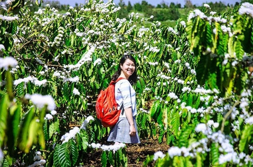 雪白的咖啡花使人入迷（图片来源：vnexpress.net）