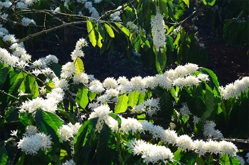 柔韧的树枝支撑着串串洁白的花朵（图片来源：vnexpress.net）