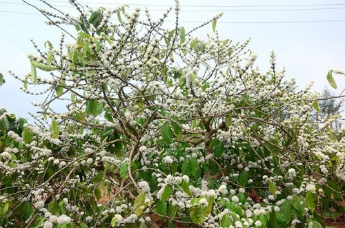 咖啡花每年开2至3次（图片来源：vnexpress.net）
