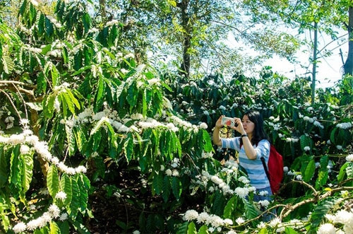 欣赏咖啡花之美（图片来源：vnexpress.net）