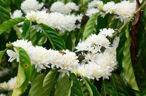 淡淡的香味吸引蜜蜂前来取蜜（图片来源：vnexpress.net）