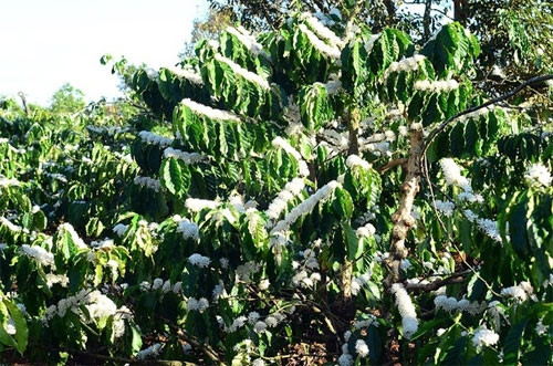 洁白的花朵在明媚的春天阳光下展示魅力（图片来源：vnexpress.net）