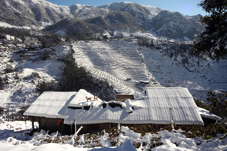 2013年12月，老街省沙巴市镇下大雪。（图片来源：《人民报网》）